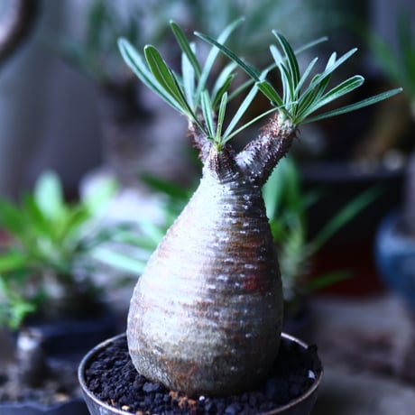 パキポディウム グラキリス   Pachypodium rosulatum var. gracilius no.71909