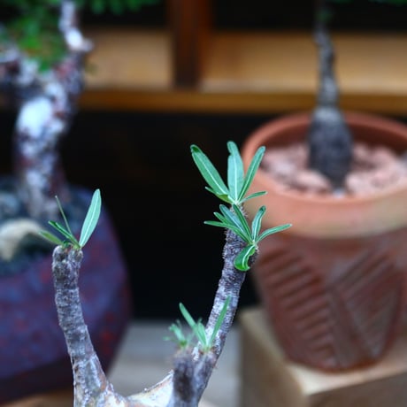 パキポディウム  グラキリス ／Pachypodium  gracilius     no.101033