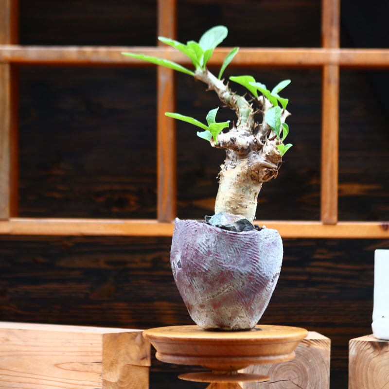 セサモタムナス ブッセアヌス Sesamothamnus busseanus no. セサモタムナス ブッセアヌス Sesamothamnus busseanus no.