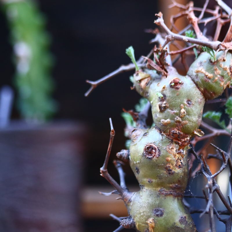 ペラルゴニウム クリズミフォリウム／Pelargonium crithmifolium