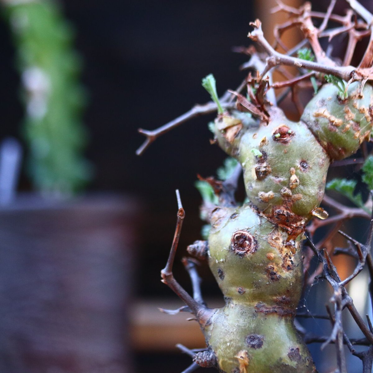 ペラルゴニウム クリズミフォリウム／Pelargonium crithmifolium