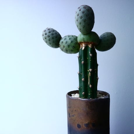 テフロカクタス    ゲオメトリクス   Tephrocactus geometricus  No.031