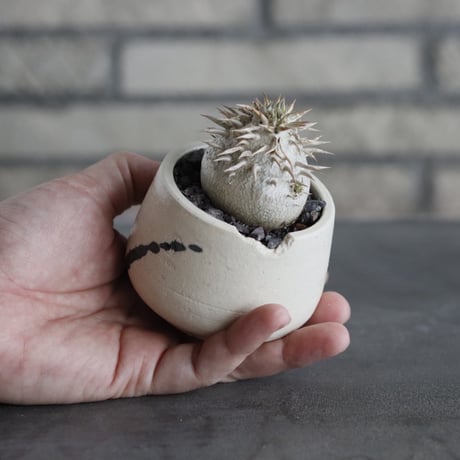 Pachypodium enigmaticum × N/OH (2.5号)  no.628/80