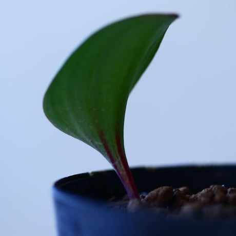 エリオスペルマム クーペリー   Eriospermum   cooperi   no.110823