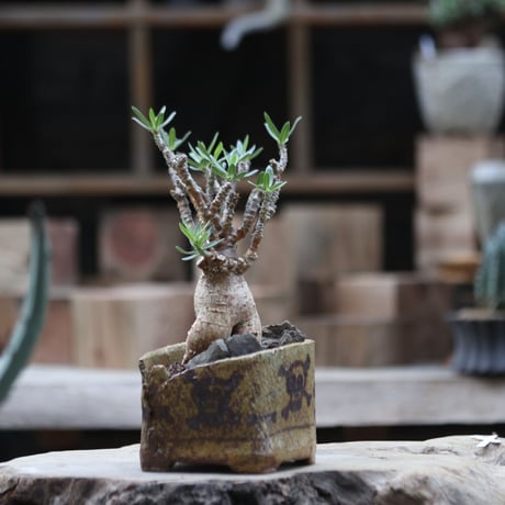 パキポディウム ビスピノーサム／Pachypodium bispinosum    no.111375