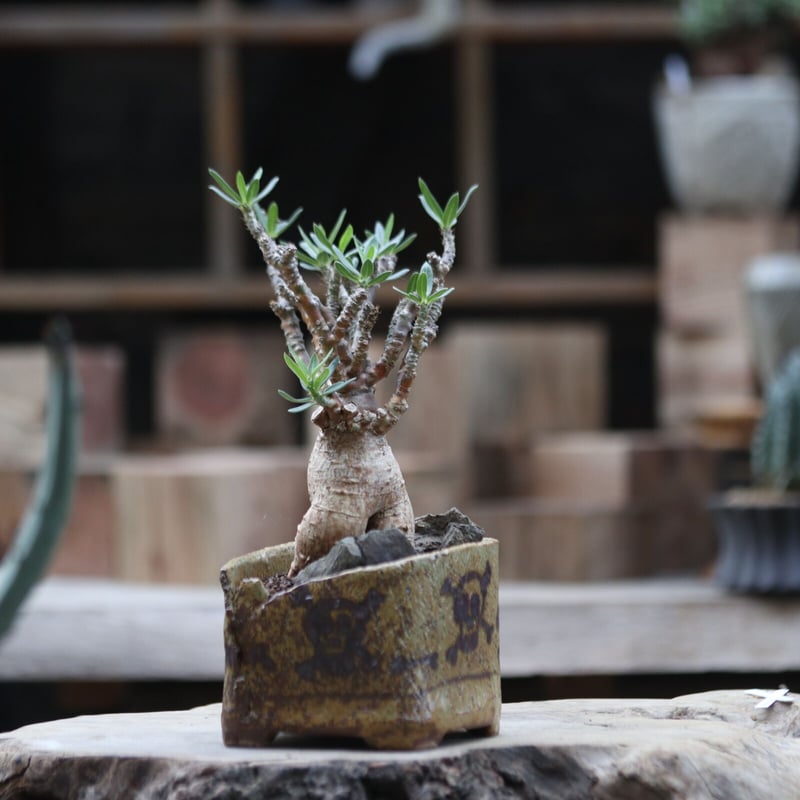 パキポディウム ビスピノーサム/Pachypodium bispinosum no.11 パキポディウム ビスピノーサム/Pachypodium bispinosum no.11