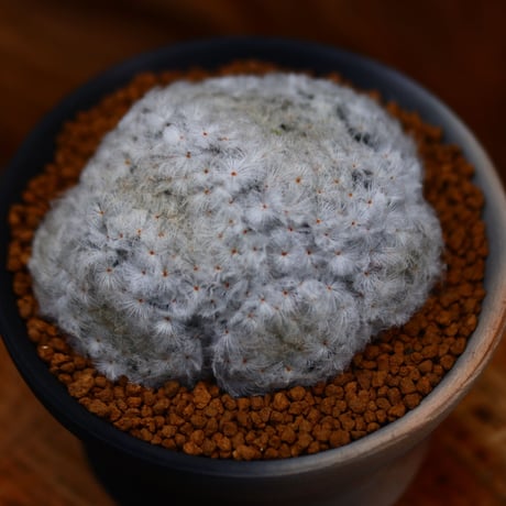 マミラリア 赤花白星 / Mammillaria pulmos  no.22677