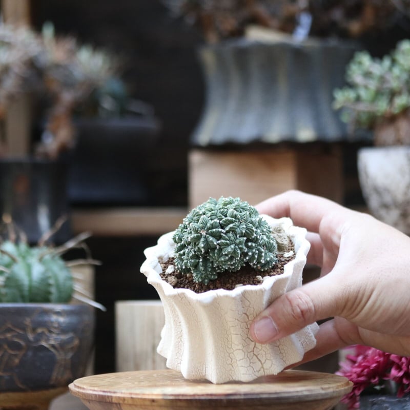 アズテキウム リッテリ 花籠 実生 (台ツキ) ／Aztekium ritteri