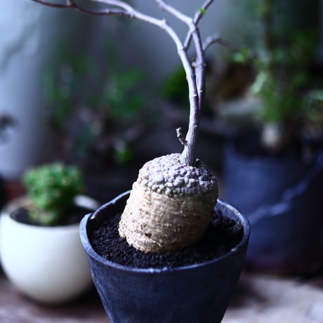 フォッケア  エデュリス  火星人  Fockea edulis   no.71942