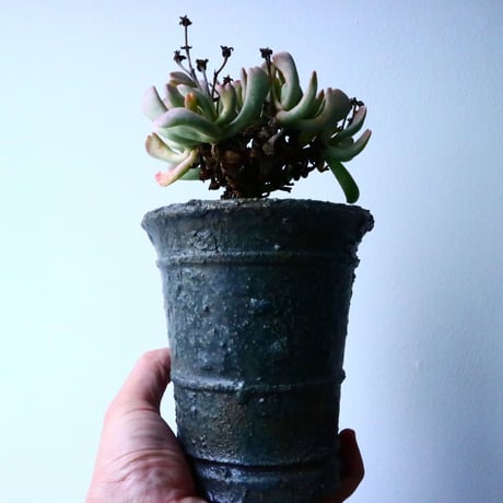 ロンボフィルム 扶刀乱麻  白班Rhombopyllum nelii f  variegata. No.022