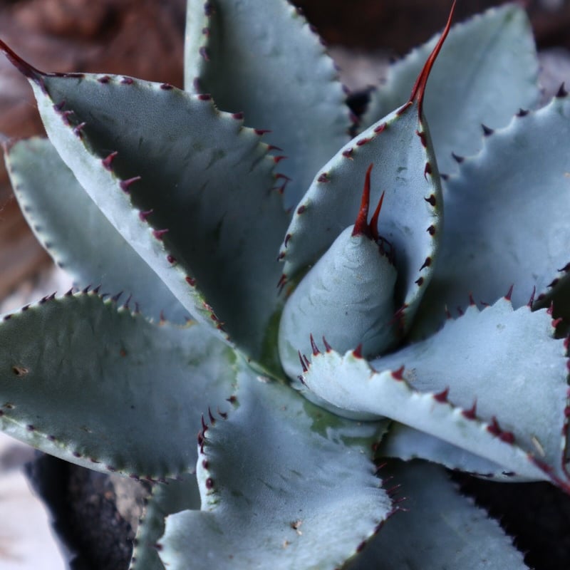 アガベ ドラゴントゥース Agave Dragon Toes no.51917 |