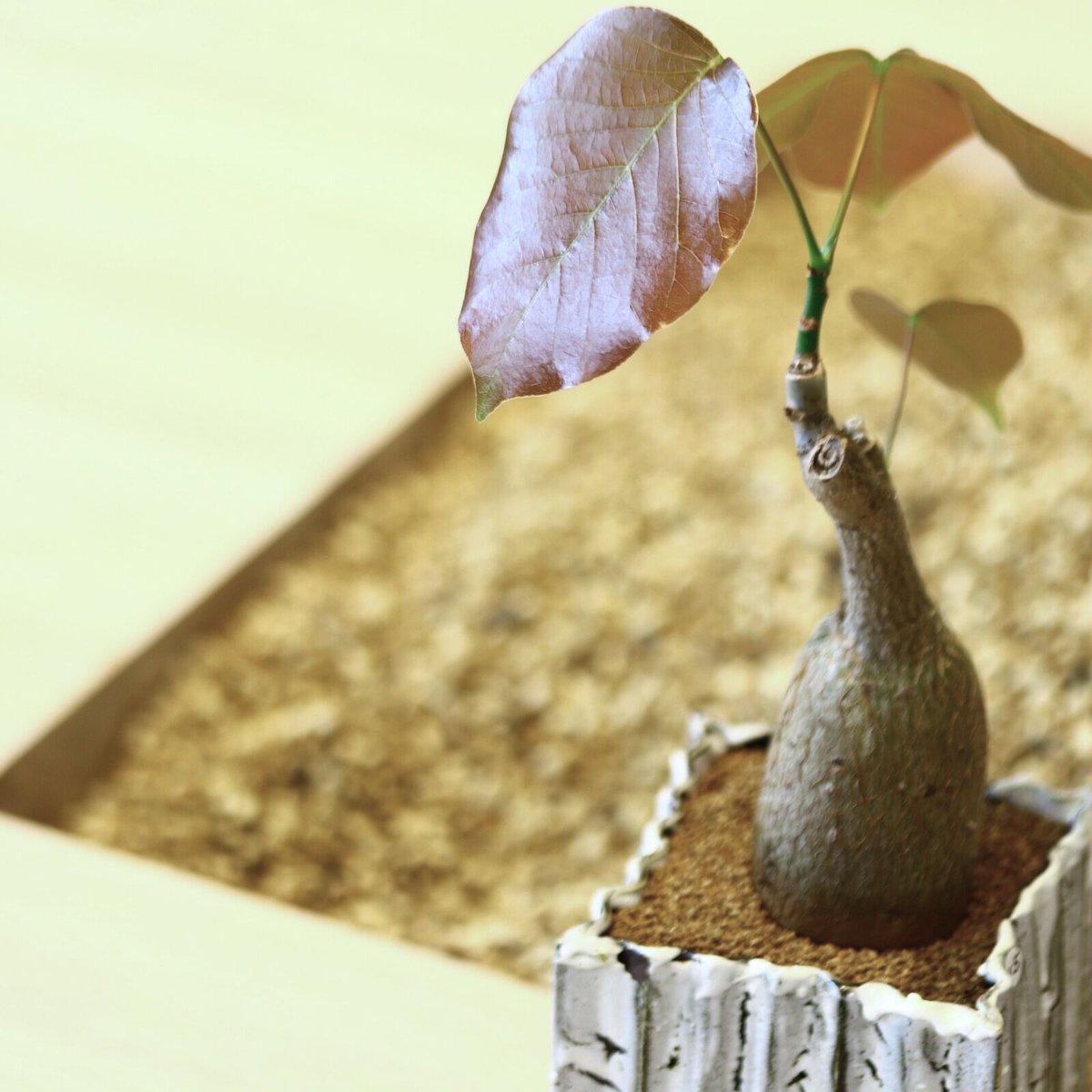 ボンバック・エリプティクム プセウドボンバックス エリプティクム / Pseudobombax ellipticum