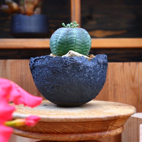 ユーフォルビア  シンメトリカ ♂／Euphorbia  symmetrica     no.60523