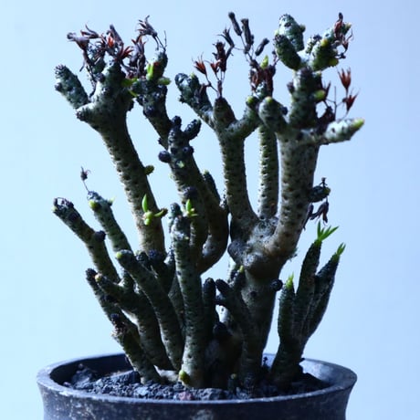 チレコドン  ブッコルジアヌス   Tylecodon  buchholzianus   no.121502