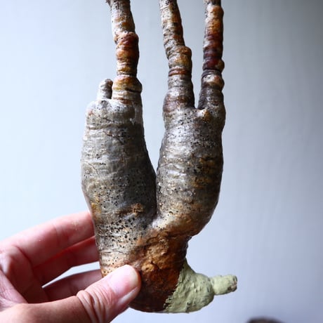 パキポディウム グラキリス 2頭 Pachypodium rosulatum var. gracilius no.70710