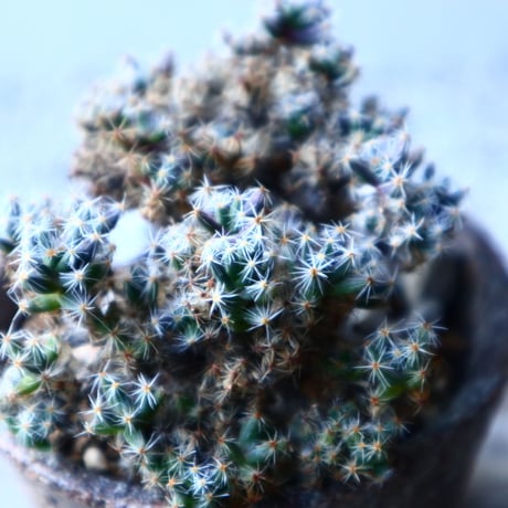 トリコディアデマ     デンスム   紫星晃    ×    Trichodiadema densum   no.121503