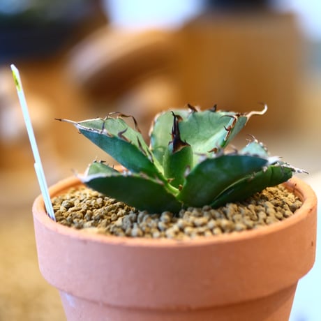 Agave titanota Hades × YAMABACHI    no.123164