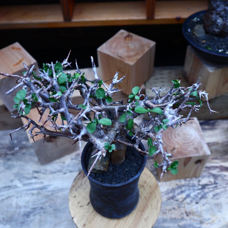 コミフォラ ワイティ/Commiphora wightii no.53044 | 芽の巣山 コミフォラ ワイティ/Commiphora wightii no.53044 | 芽の巣山