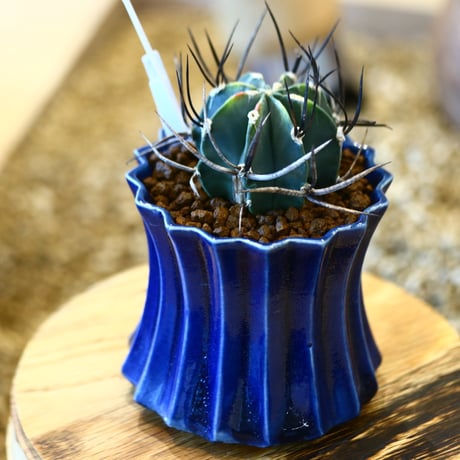 Astrophytum capricorne var. crassispinum × soso    no.111225