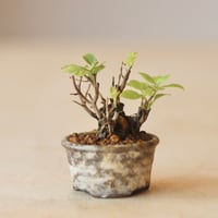 コムラサキ / YOSHIZAWA3-SHOHINBONSAI   no.223-35