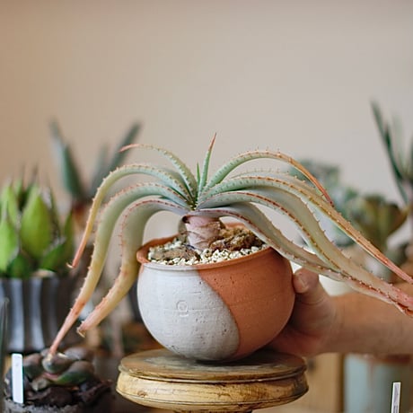 Aloe suprafoliata × N/OH (4.5号)  no.1214/25