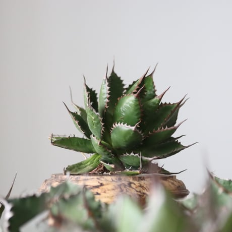 Agave horrida / Style of Chika　no.42159