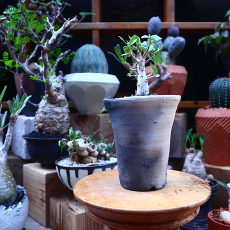 フォークイエリア  コルムナリス  (観峰玉)／Fouquieria columnari   no.71831
