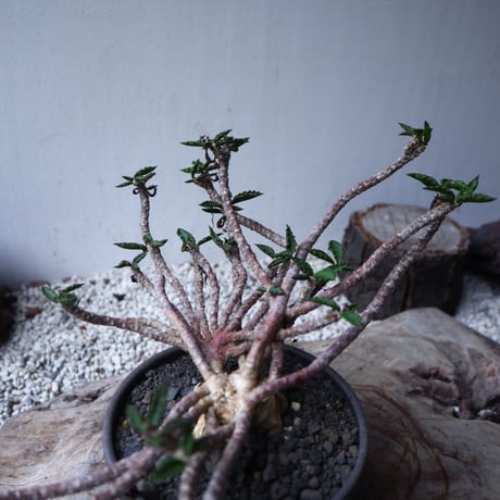 ユーフォルビア デカリー   Euphorbia decaryi   no.112408