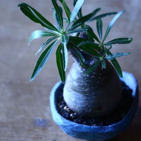 パキポディウム グラキリス   Pachypodium rosulatum var. gracilius no.705-13