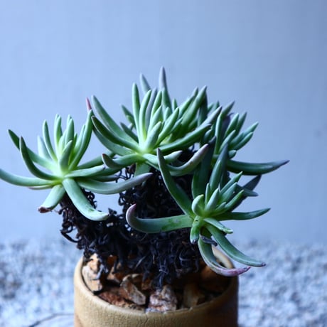 ダドレア   クサンチ   Dudleya xantii   no.121507