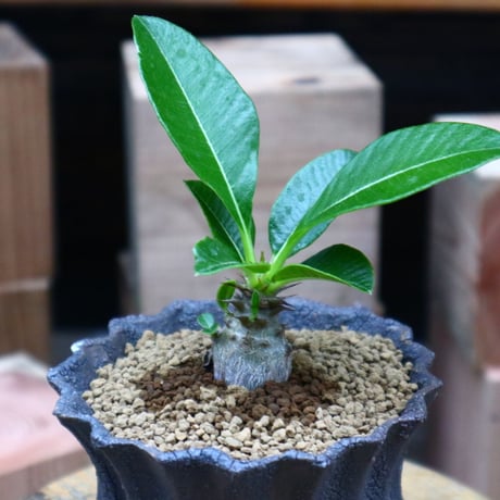 パキポディウム ウィンゾリー実生／Pachypodium baronii var. windsorii    no.73132