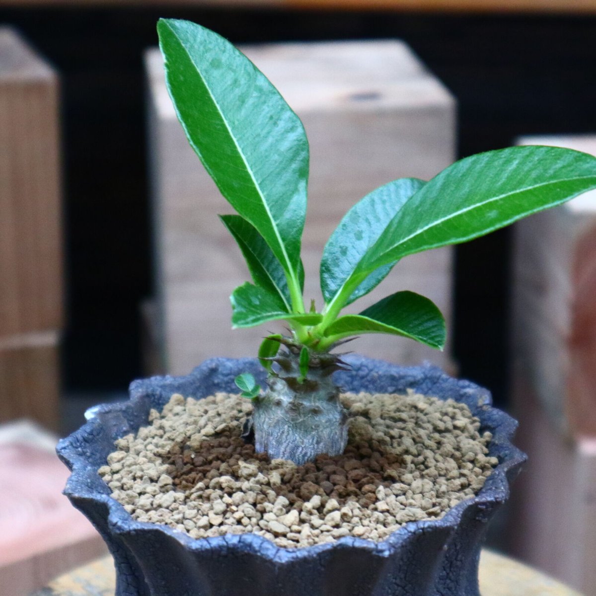 パキポディウム ウィンゾリー Pachypodium windsorii 実生③ 現品限り】パキポディウム・ウィンゾリー 実生 大株【U30