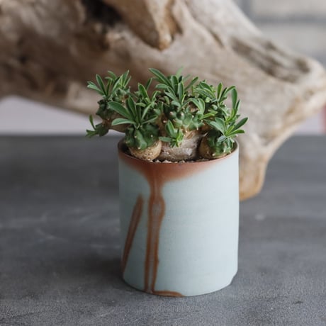 obesa | STORES