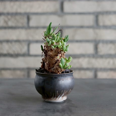 Tylecodon reticulate / 万物想 × 山山 特別共作鉢 (3号)  no.1019/19