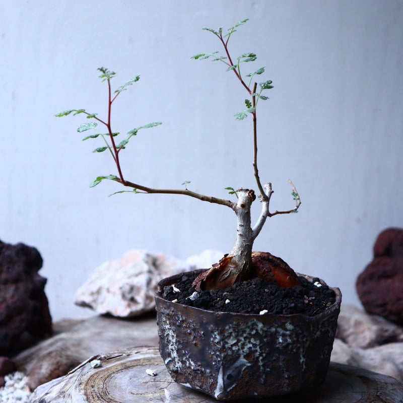 パキコルムス ディスカラー (象の木) Pachycormus discolor n