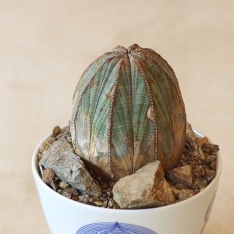 Euphorbia obesa × JUN CHIHARA -JOINT POT (4号鉢)  no.412-26