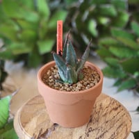 U.S. shawii (Agave shawii) / Style of Chika　no.1215-105