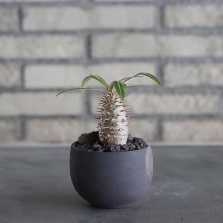 Pachypodium gracilius × N/OH (2.5号) no.628/78