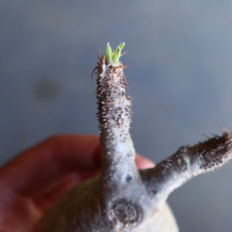 パキポディウム グラキリス 抜苗  Pachypodium rosulatum var. gracilius no.100632