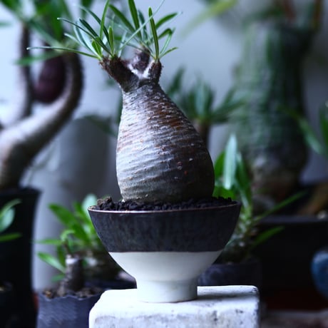 パキポディウム グラキリス   Pachypodium rosulatum var. gracilius no.71909