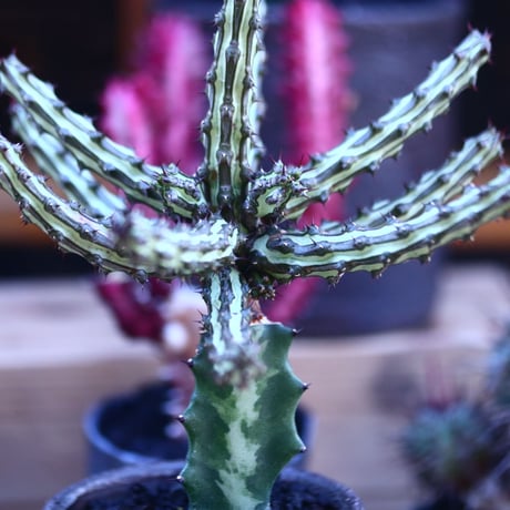 ユーフォルビア  シザカンサ   接木　 Euphorbia schizacantha   no.32105