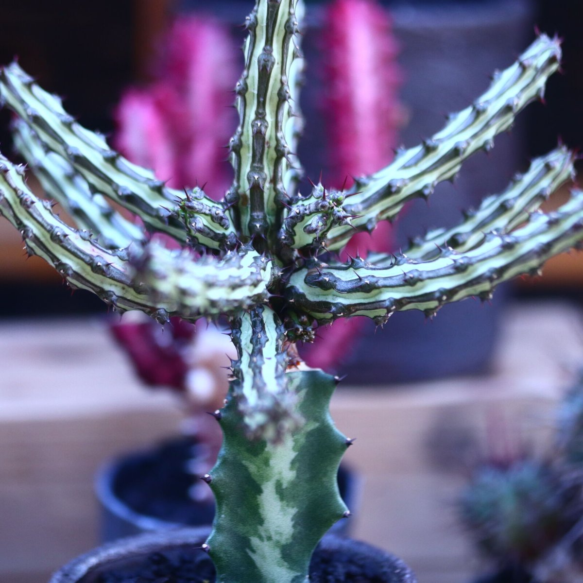 ユーフォルビア シザカンサ 接木 Euphorbia schizacantha n