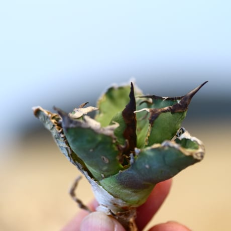 Agave titanota"FO-076" 　no.32483