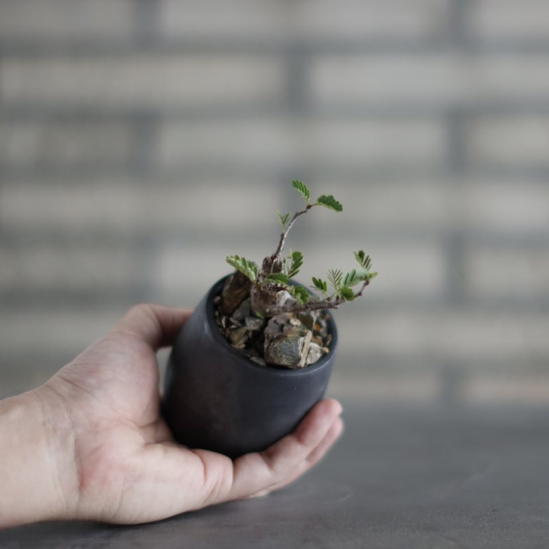 Senna meridionalis × N/OH (2.5号) no.907-39 | 芽の巣山