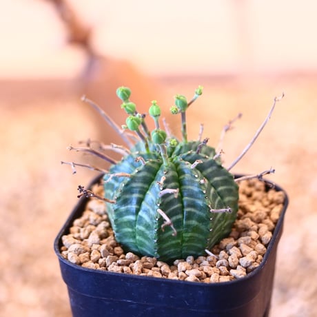 ユーフォルビア  バリダ / Euphorbia valida    no.62528