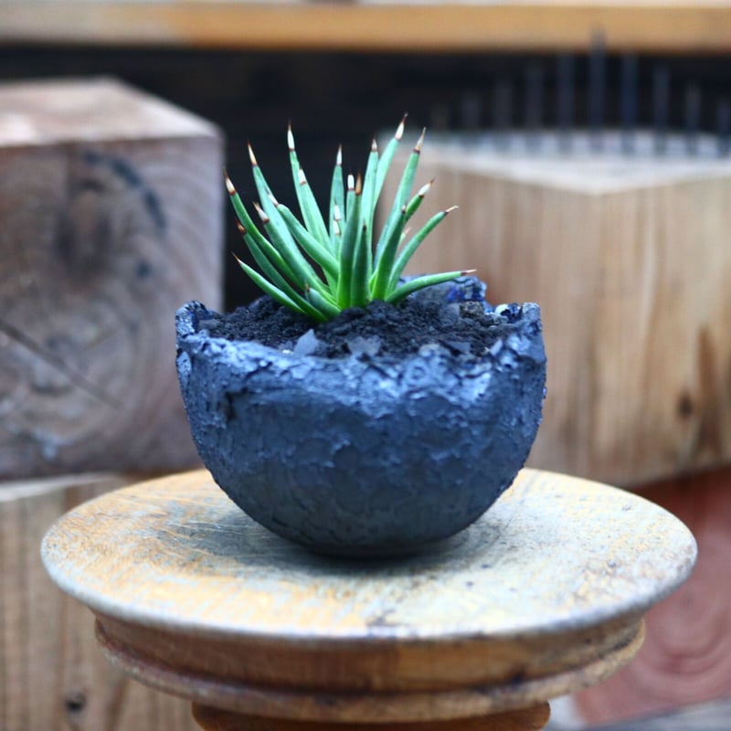 アガベ アルボピロサ／Agave Albopilosa no.80737 | 芽の巣山