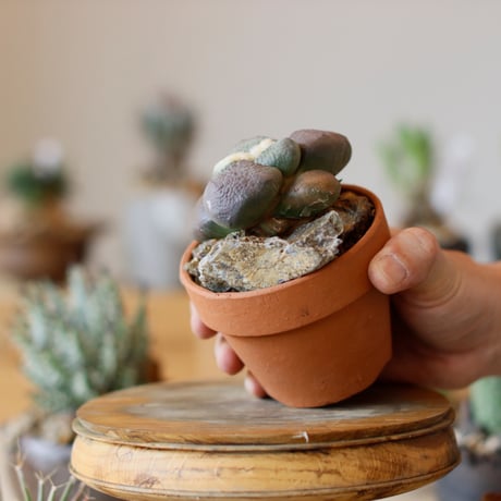 Ariocarpus fissuratus var. lloydii × YAMABACHI (3号)  no.111/14