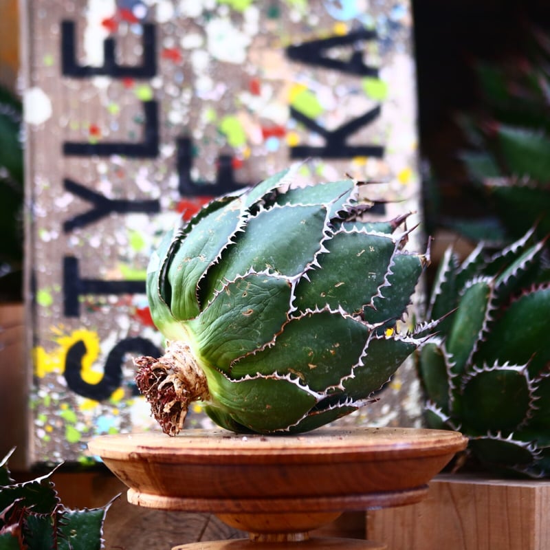 アガベ ホリダ／Agave horrida no.10317 | 芽の巣山