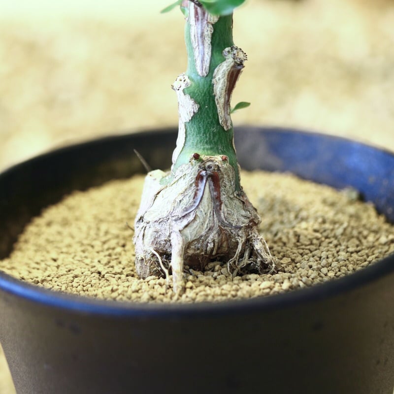 フォークイエリア ファシクラータ 2頭 GC① フォークイエリア ファシクラータ | STELLA.PLANTS