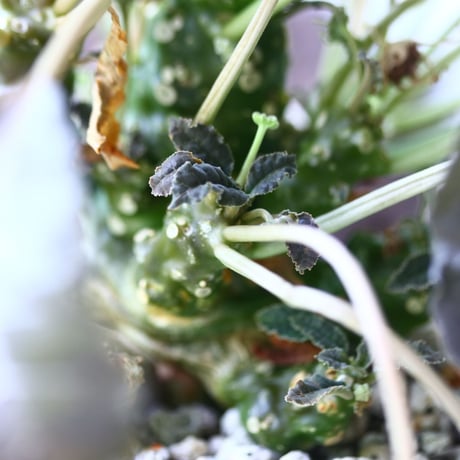 ドルステニア フォエチダ   Dorstenia foetida  no.006